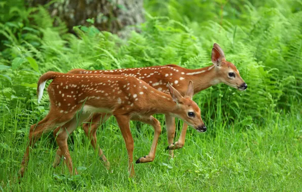 Grass, deer, deer