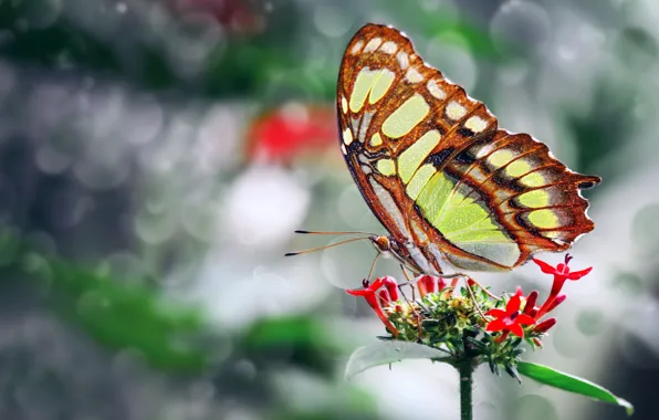 Picture flower, photo, butterfly, wings, beautiful, Mustafa Ozturk