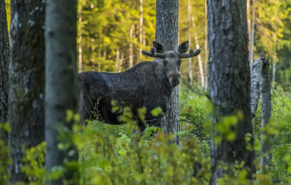 Picture greens, forest, look, trees, branches, thickets, the bushes, moose