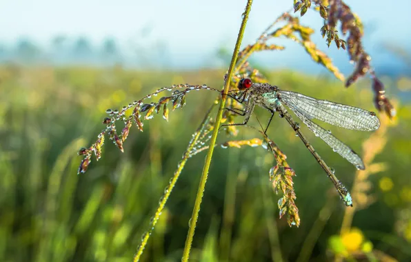 Macro, dragonfly, insect