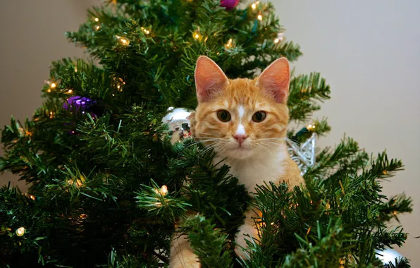 Cat, cat, look, pose, kitty, red, Christmas, New year