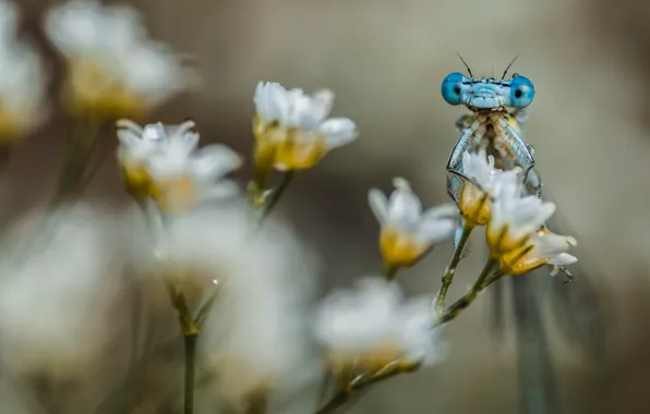 Macro, flowers, nature, dragonfly, insect