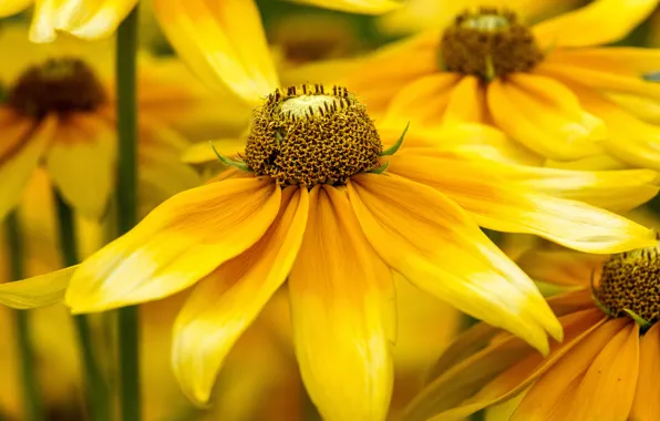 Macro, flowers, bright, yellow, petals, rudbeckia