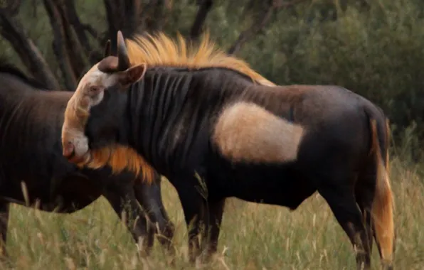 Animal, wild life, .Weird, color variation, wildabea