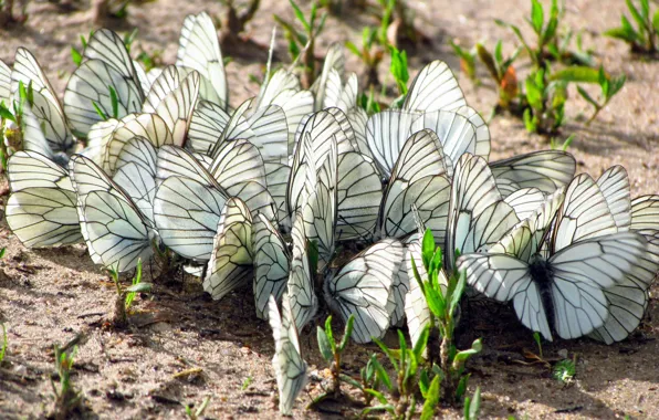 Picture GRASS, WINGS, BUTTERFLY, EARTH, INSECTS, MOTHS