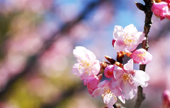 Light, trees, flowers, nature, cherry, branch, spring, petals