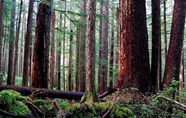 Forest, grass, trees, moss, pine, windbreak