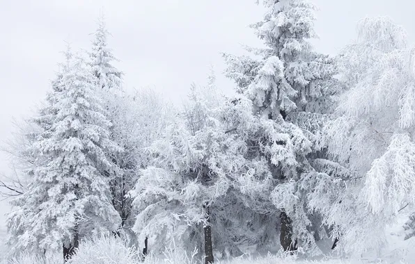 Winter, frost, forest, snow, trees