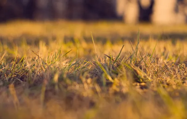 Picture grass, macro, nature, photos, the Wallpapers