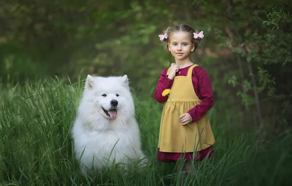 Dog, girl, Samoyed