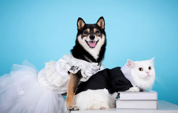 Cat, white, cat, look, pose, clothing, books, dog