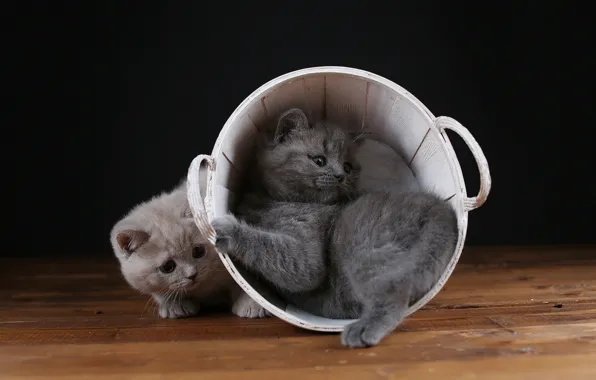 Cats, kitty, kittens, fur, black background, kitty, kids, grey