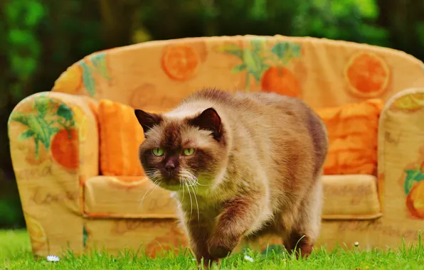 Greens, cat, summer, grass, cat, pose, heat, sofa