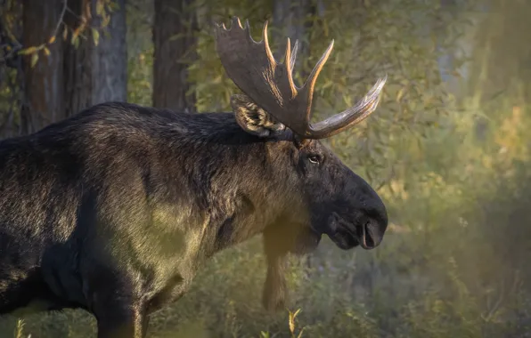 Face, portrait, horns, moose