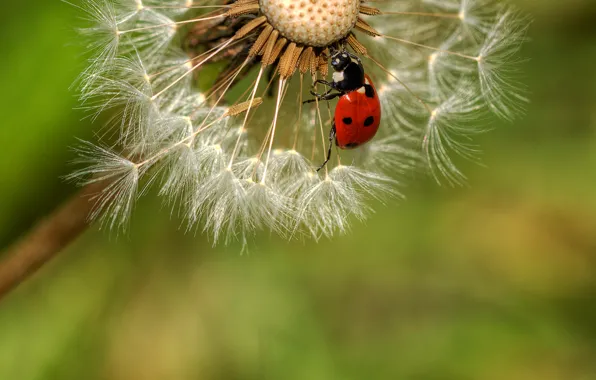Picture macro, dandelion, ladybug, beetle
