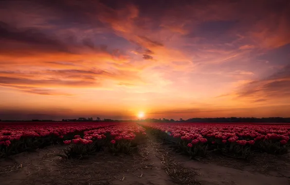 Picture field, the sky, flowers, dawn