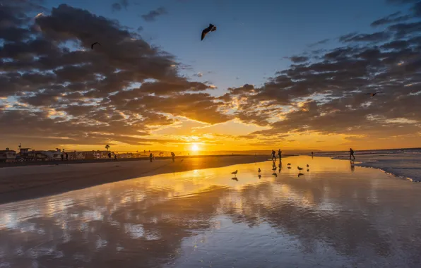 Picture sea, beach, the sky, the sun, clouds, sunset, bird, coast
