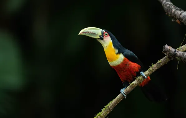 The dark background, bird, branch, Toucan