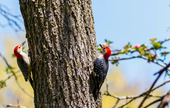 Birds, branches, tree, woodpecker, trunk, bark, a couple, woodpeckers