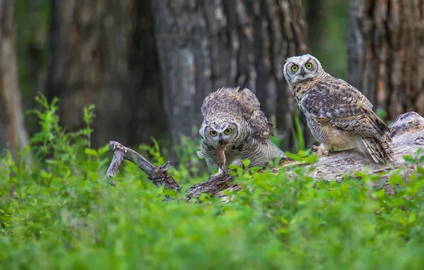 Forest, look, trees, birds, owl, mouse, pair, log