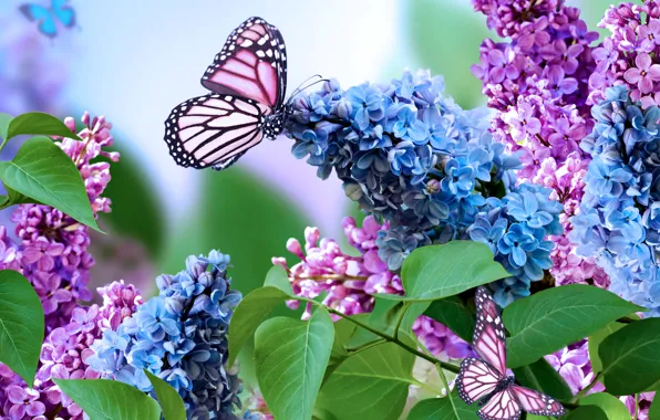 Picture nature, collage, butterfly, spring, lilac, inflorescence