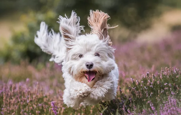 Joy, mood, dog, running, walk, doggie, Heather