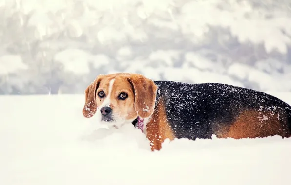 Winter, look, snow, nature, dog