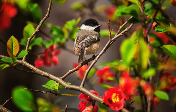 Leaves, flowers, branches, tree, bird, spring, red, flowering