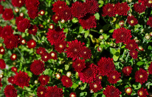 Leaves, flowers, red, bright, garden, al, chrysanthemum, a lot