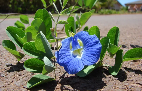 Picture flowers, China, Tibet, leaves, Clitoria ternatea, Anchan, flower blue tea-Chang Shu