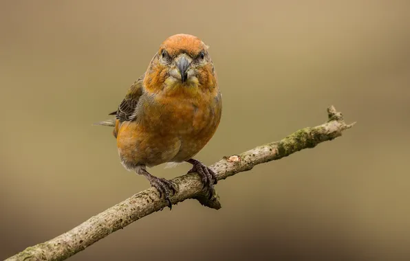 Branches, bird, bird