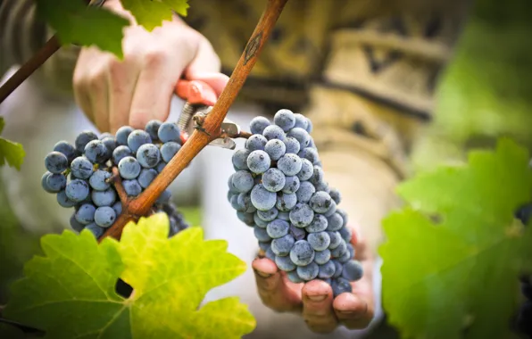 Picture hands, grapes, bunches, scissors, harvesting