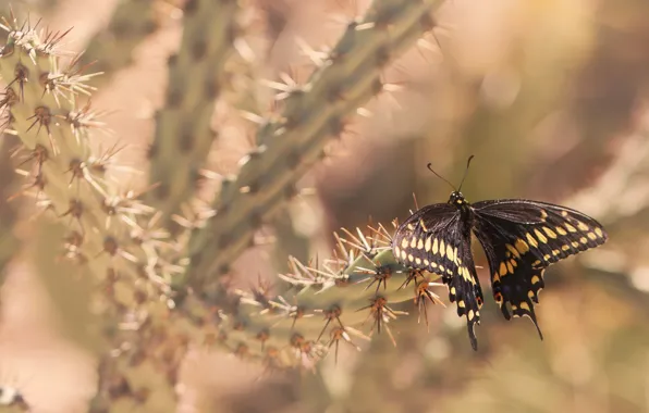 Macro, light, needles, butterfly, cactus, insect, bokeh, swallowtail