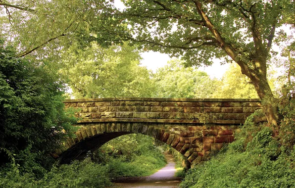 Trees, bridge, nature, Park, track