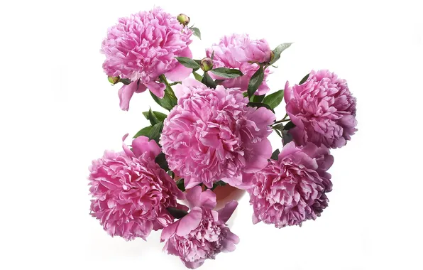 Picture bouquet, pink, peonies