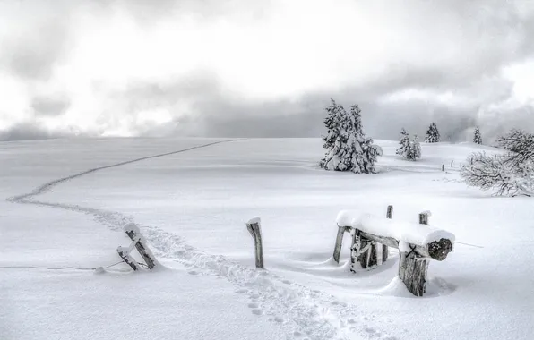 Picture winter, field, snow, landscape