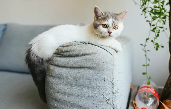Cat, look, kitty, room, sofa, fabric, thread, scratching post