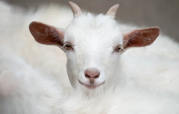 White, horns, goat