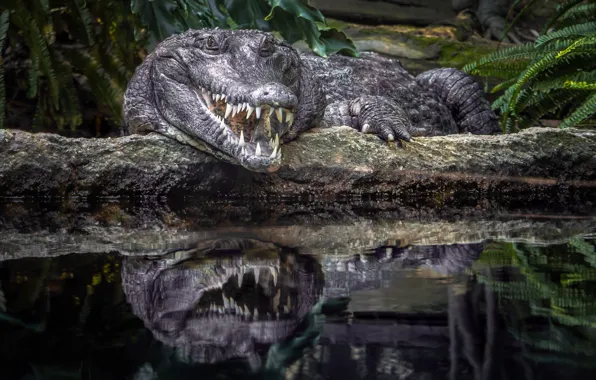 Reflection, predator, teeth, crocodile, mouth