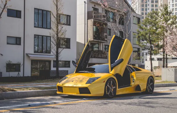 Picture Lamborghini, Murcielago, Yellow