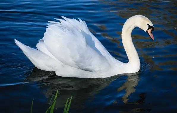 White, water, lake, pond, bird, wings, ruffle, profile