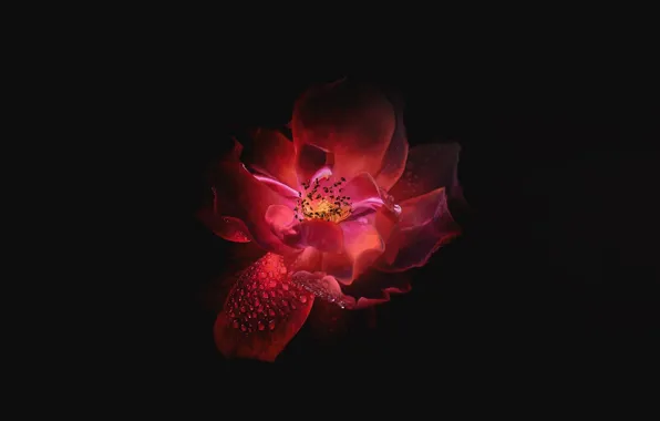 Wallpaper macro, petals, Mac, background