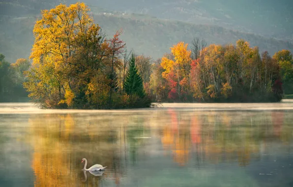Autumn, lake, swans