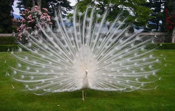 Feathers, tail, peacock