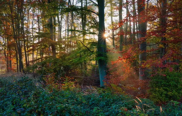 Autumn, forest, the sun, rays, light, trees, branches, nature