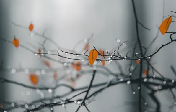 Autumn, leaves, drops, branches, nature