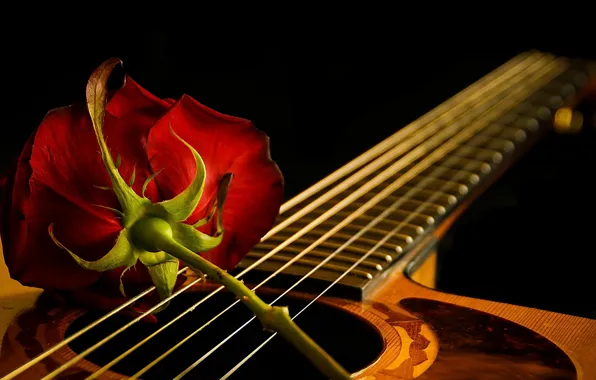 Picture music, rose, guitar
