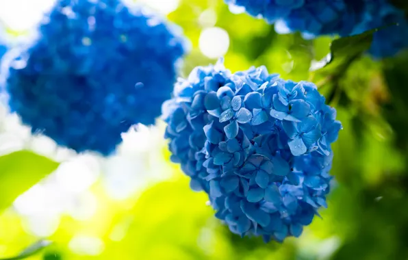 Light, flowers, bright, background, garden, blue, green background, blue