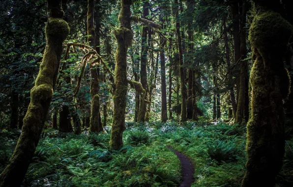 Forest, grass, trees, nature, USA, fern, path