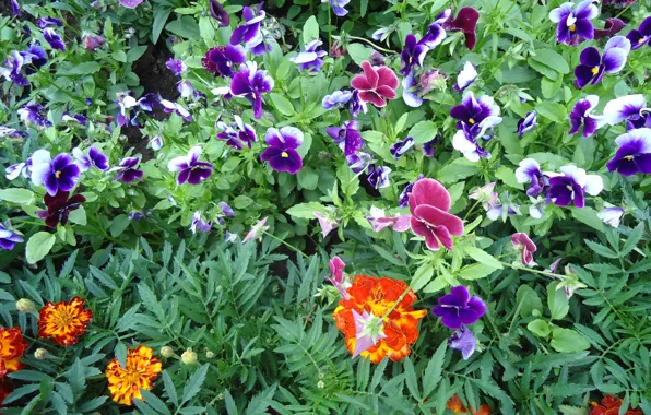 Flowers, Pansy, flowerbed, marigolds